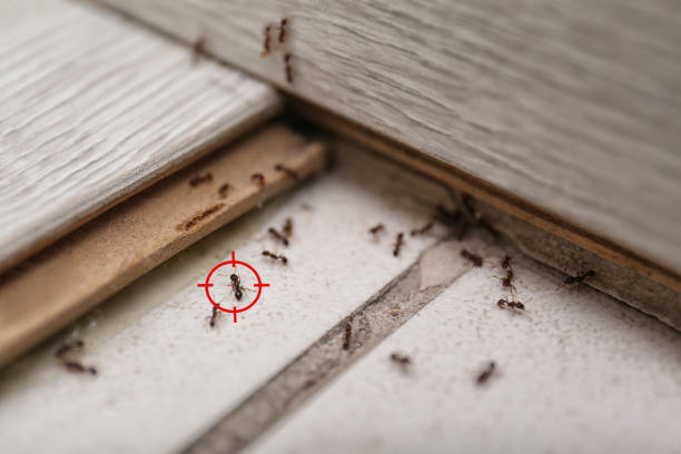 Best Ant Control Services  in Pottsville, AR