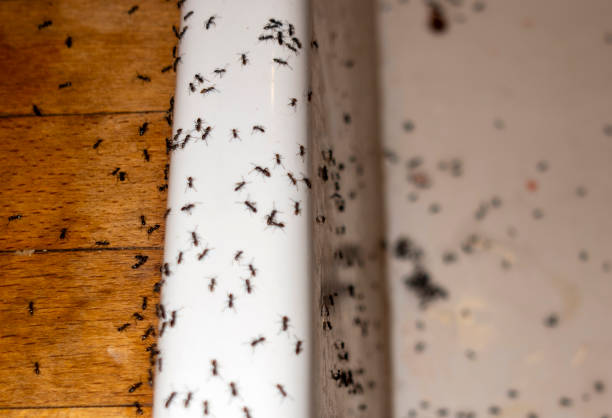 Pest Control Cost in Pottsville, AR