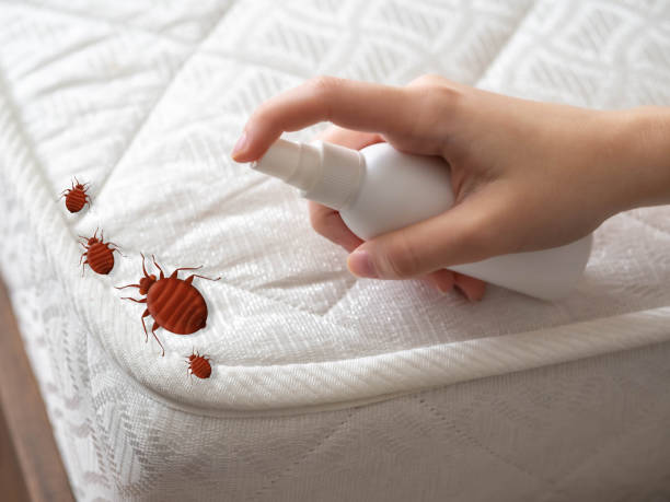 Best Termite Control Services  in Pottsville, AR